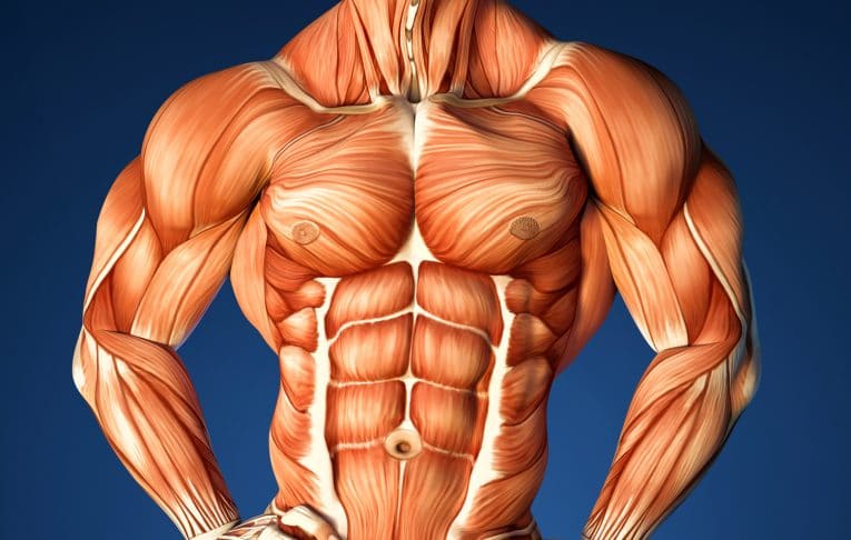 Abdominal Muscles