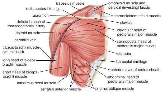 Anatomy of the Shoulder