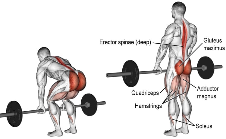Barbell Deadlift Guide