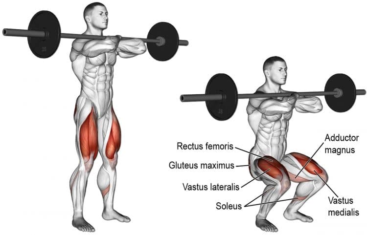 Barbell Front Squat Exercise