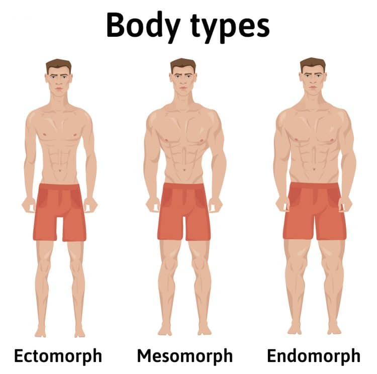 Body Types