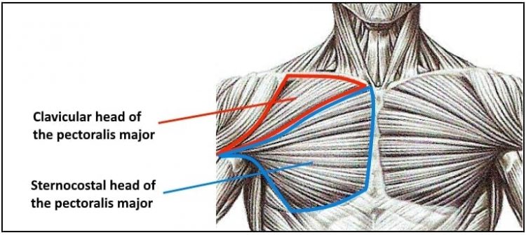 Chest Anatomy