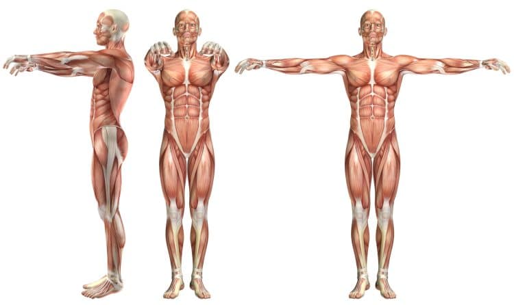 Chest And Shoulder Anatomy