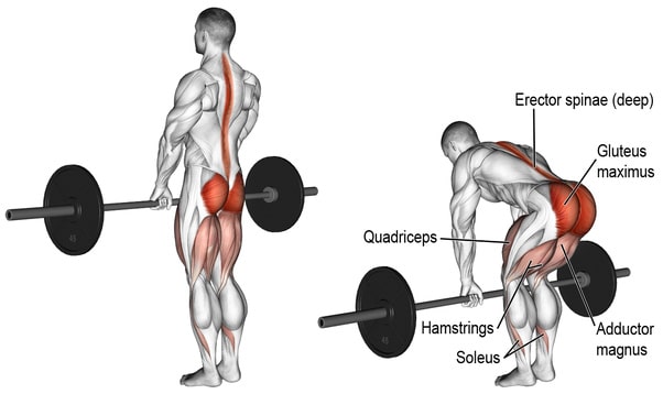 Deadlift Muscles Worked