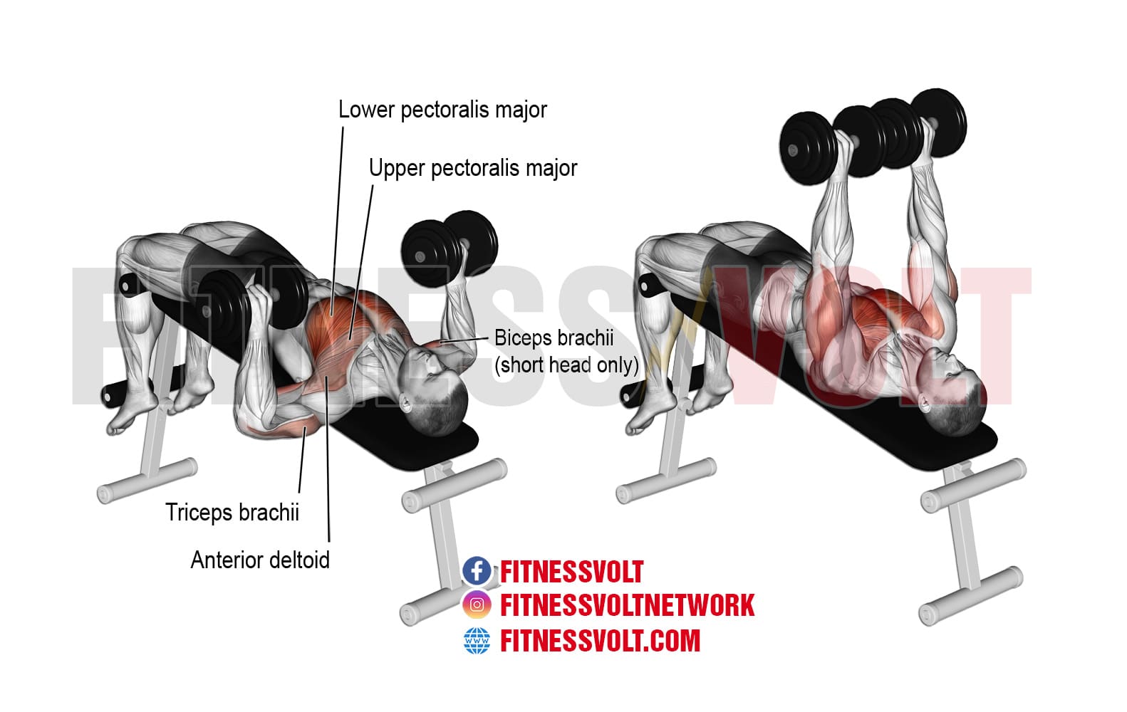Decline dumbbell bench press