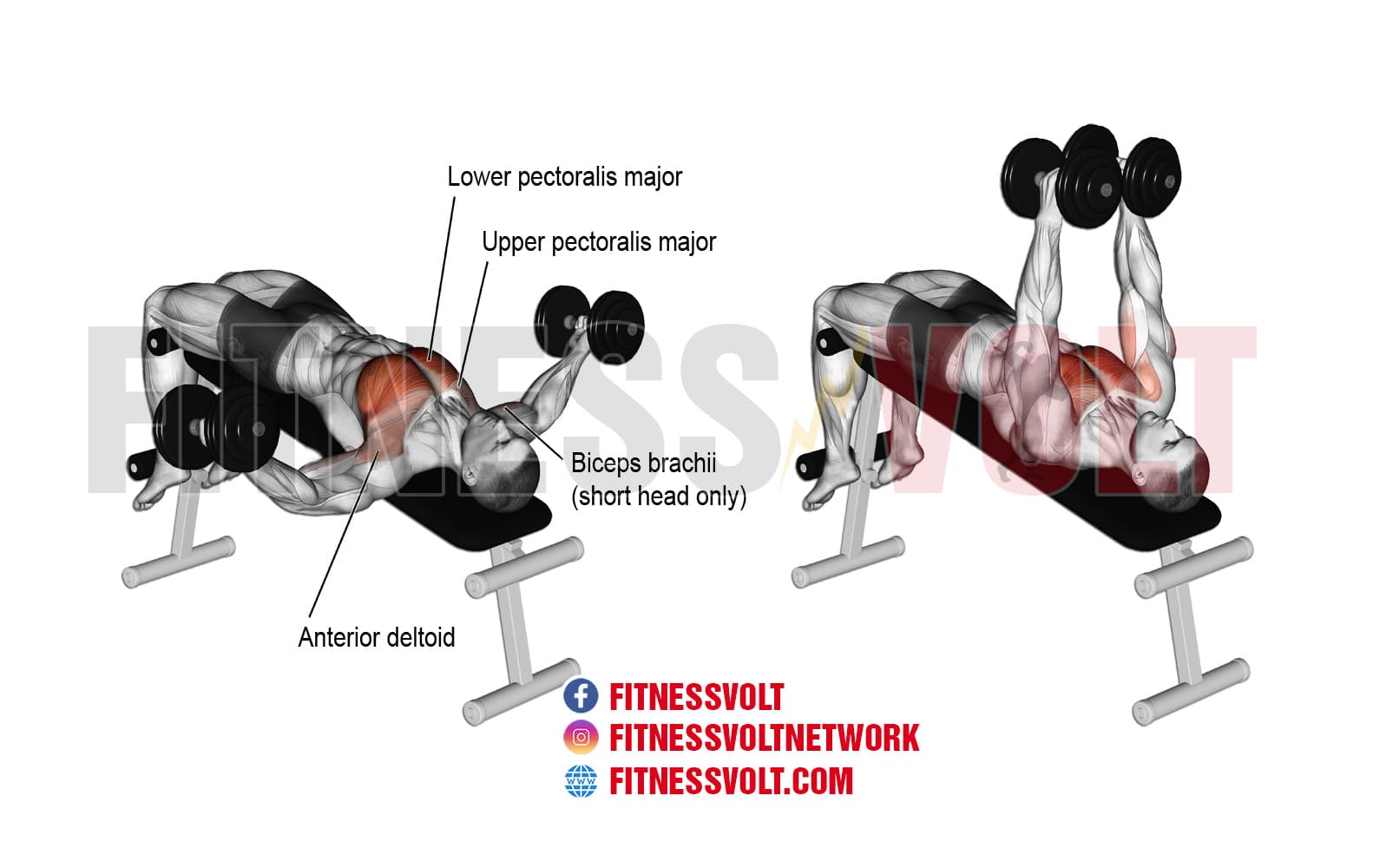 Decline Dumbbell Fly (Chest) – Fitness Volt