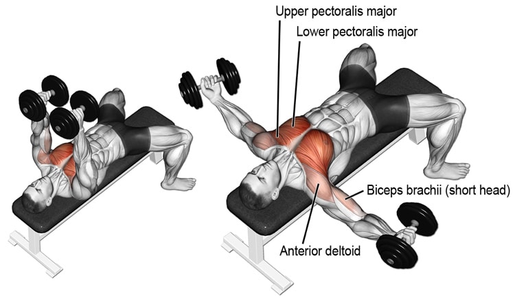 Dumbbell Flyes Exercise