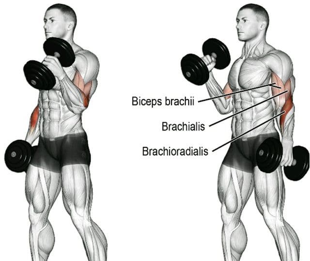 Dumbbell Hammer Curls