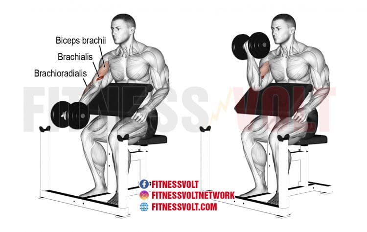 Dumbbell Preacher Curl (Biceps, Brachialis)