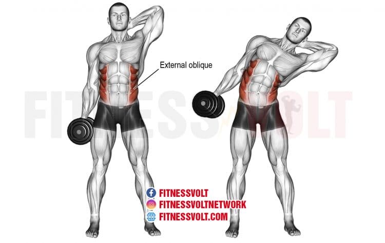 Dumbbell Side Bend (Obliques)