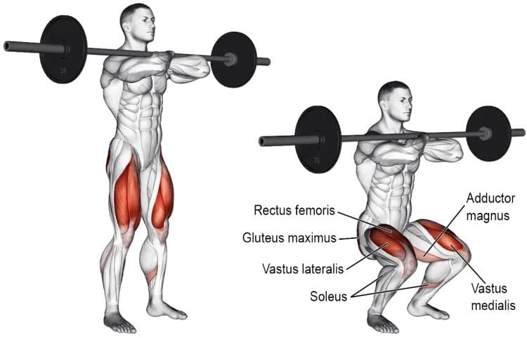Front Squat Muscles Worked