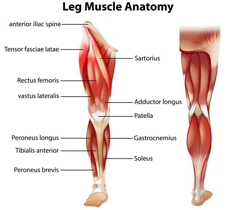 Leg Muscle Anatomy
