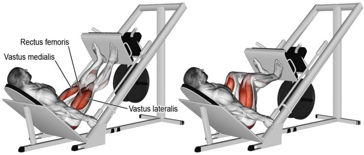 Leg Press Muscle Worked