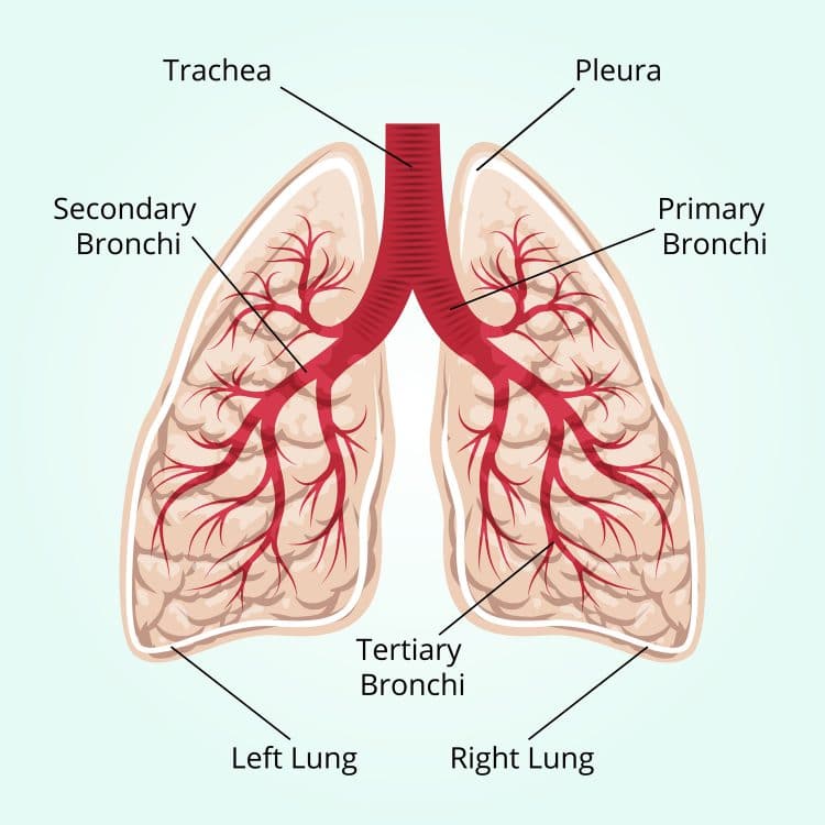 Lungs
