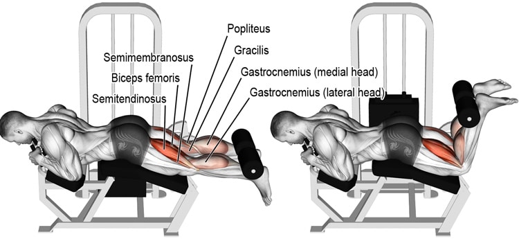 Lying Leg Curls