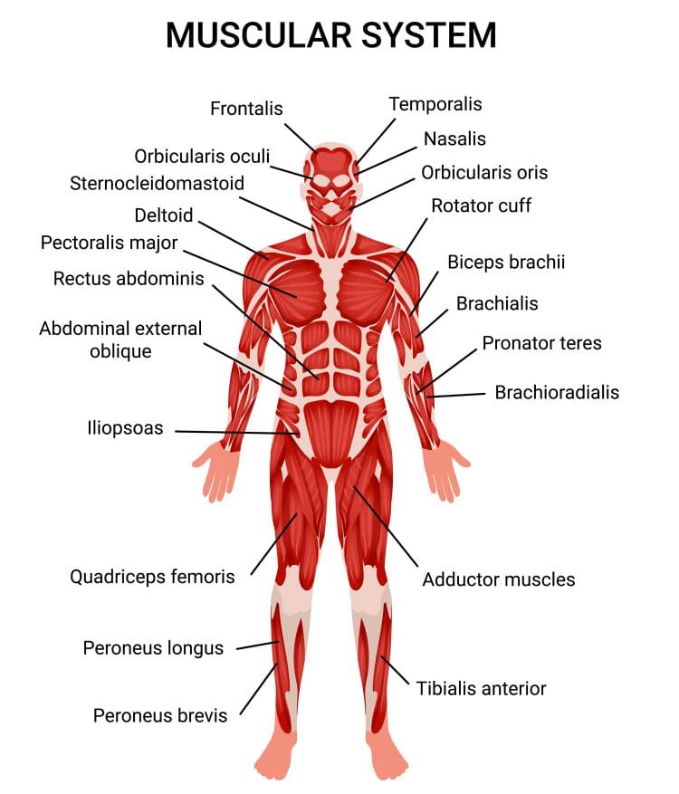 Muscular System