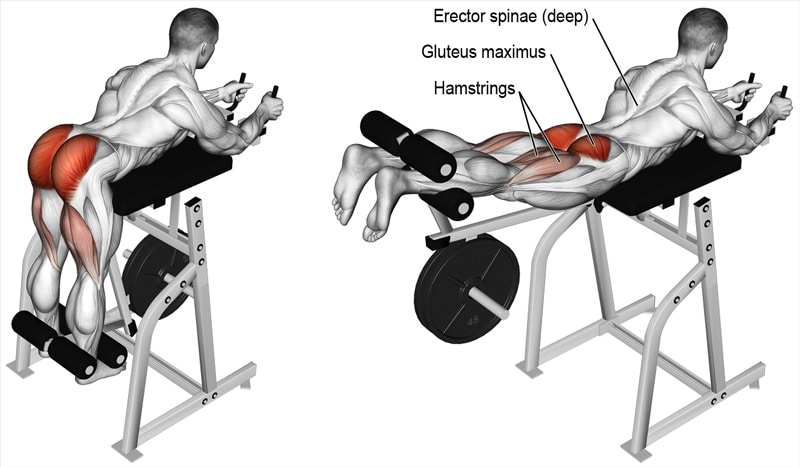 Reverse Hyperextension Muscles Worked