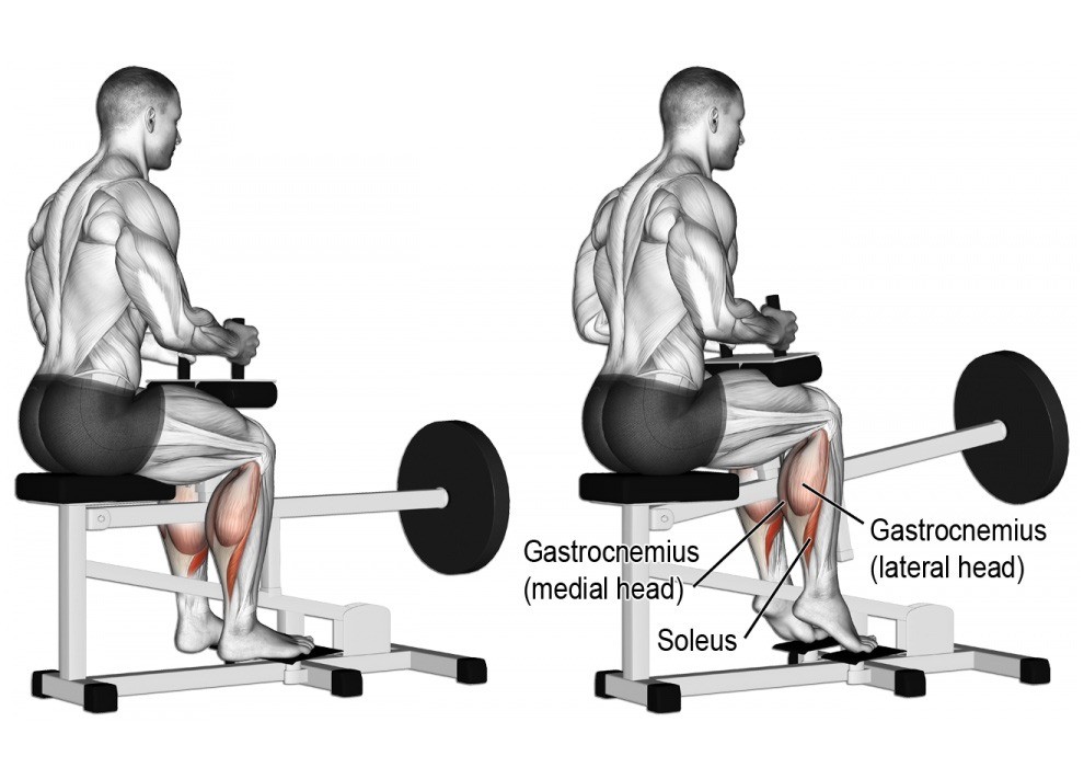 Seated Calf Raise