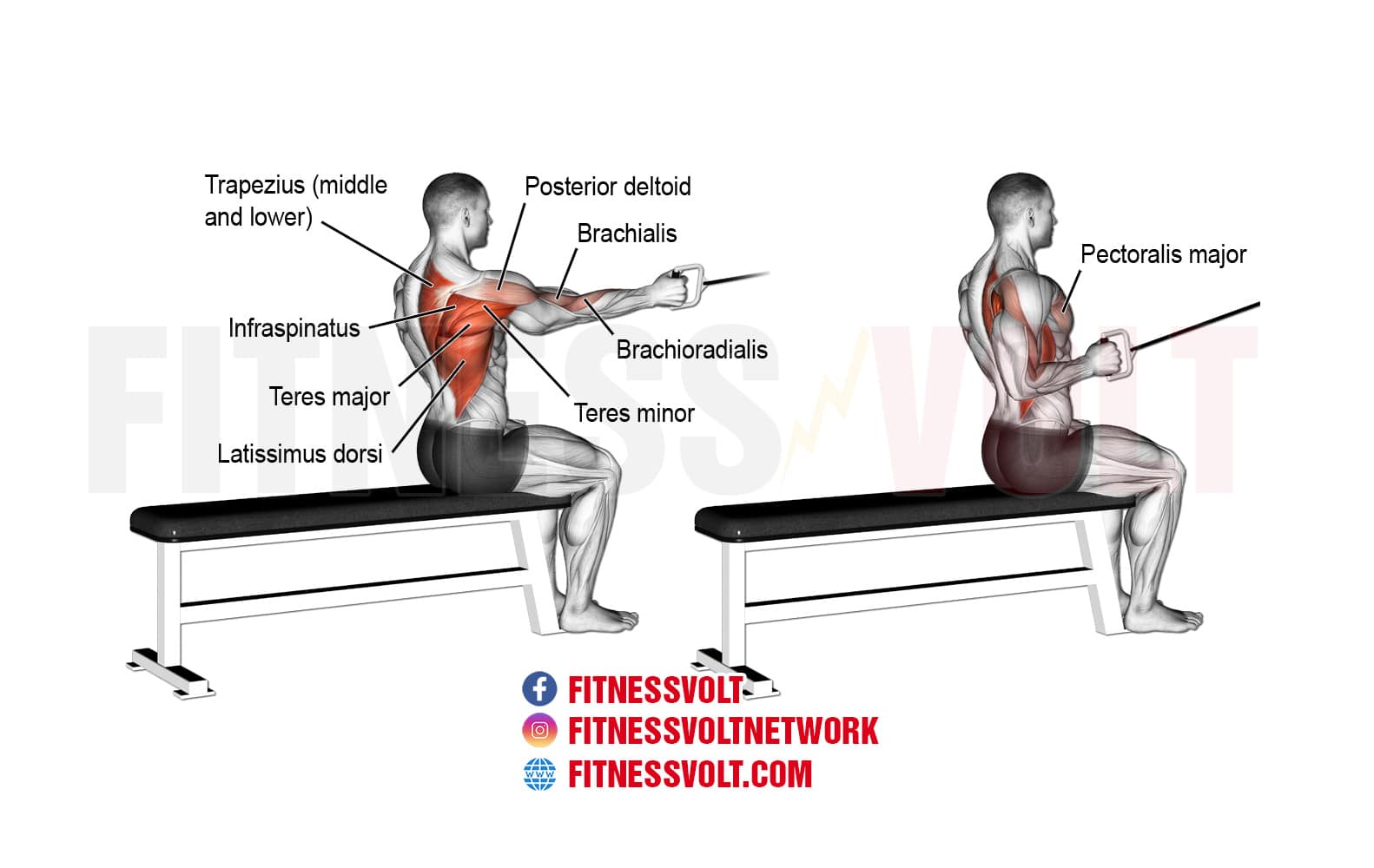 Seated One-Arm Cable Row 