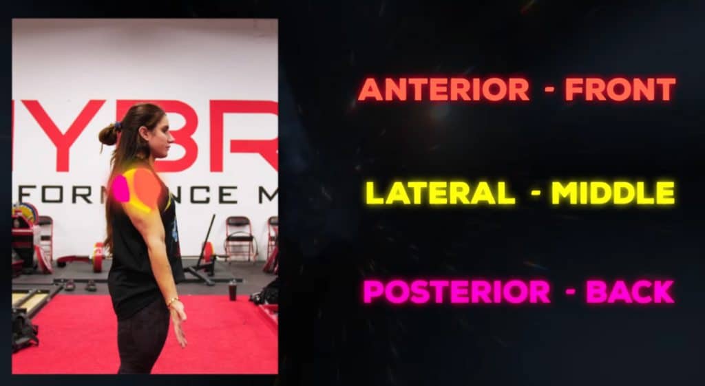 Shoulder Anatomy
