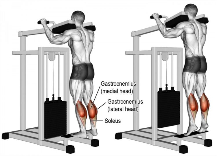 Standing Calf Raise