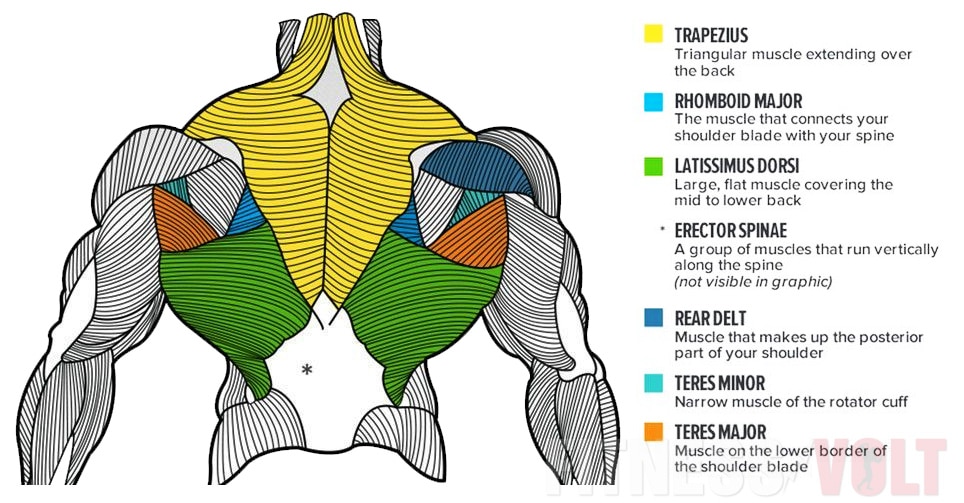 Upper Back Muscles